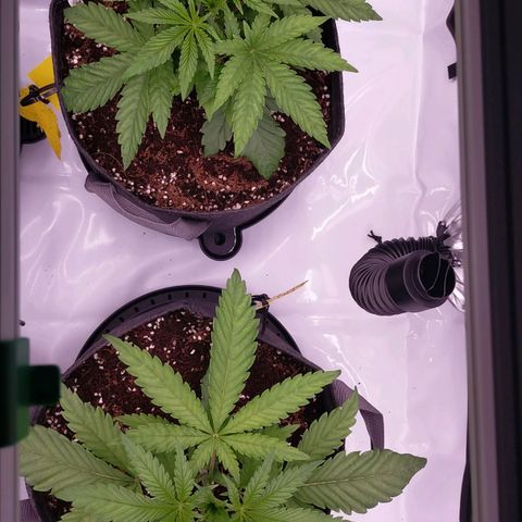 Trichome Orchards growlog photo: 10hours after water