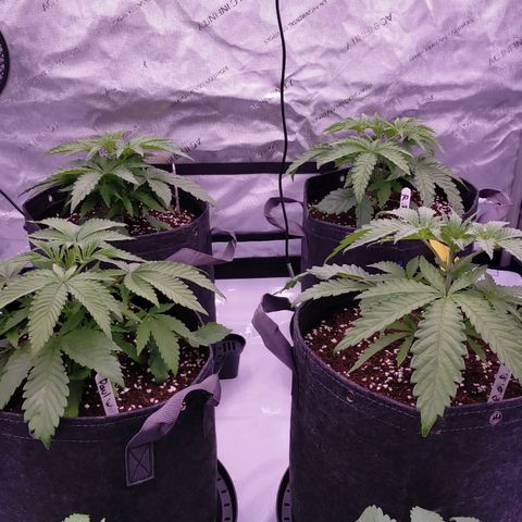 Trichome Orchards growlog timeline photo