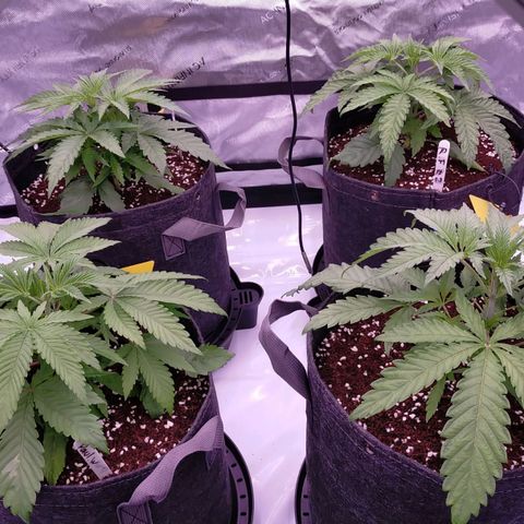 Trichome Orchards growlog timeline photo