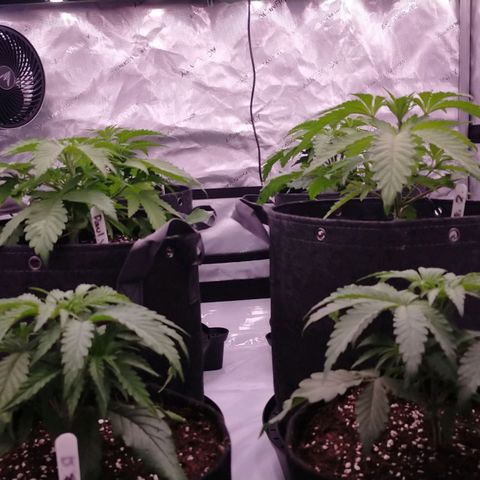 Trichome Orchards growlog timeline photo