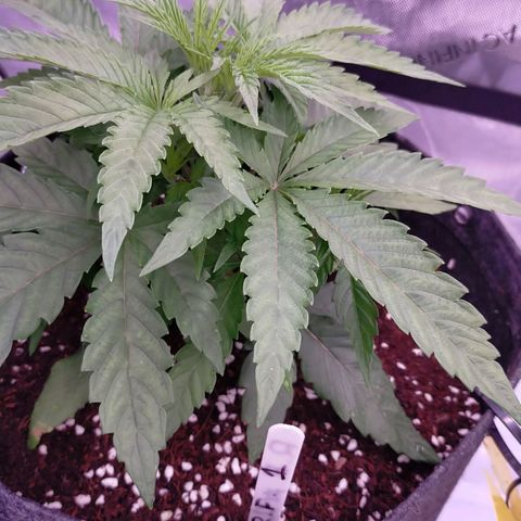 Trichome Orchards growlog timeline photo