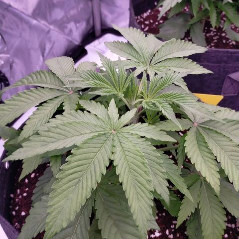 Trichome Orchards growlog timeline photo