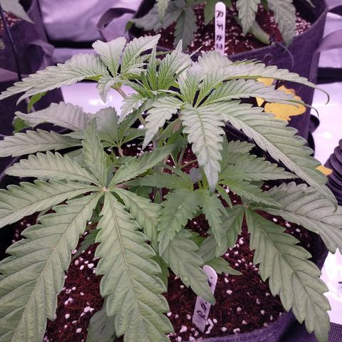 Trichome Orchards growlog timeline photo