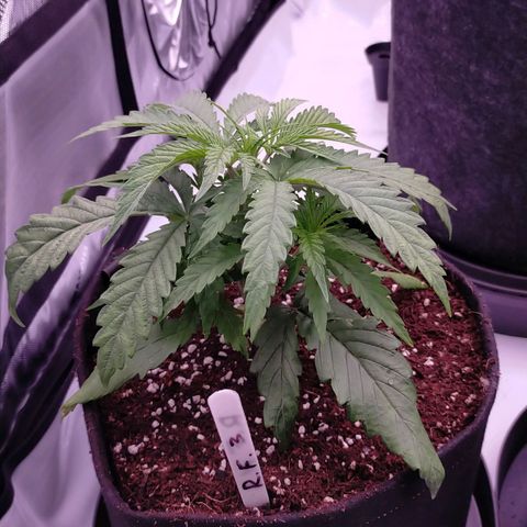 Trichome Orchards growlog timeline photo