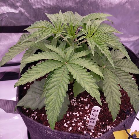 Trichome Orchards growlog timeline photo