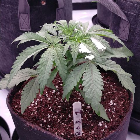 Trichome Orchards growlog timeline photo