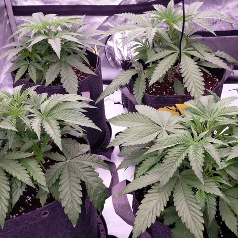 Trichome Orchards growlog timeline photo