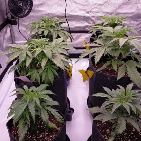 Trichome Orchards growlog timeline photo