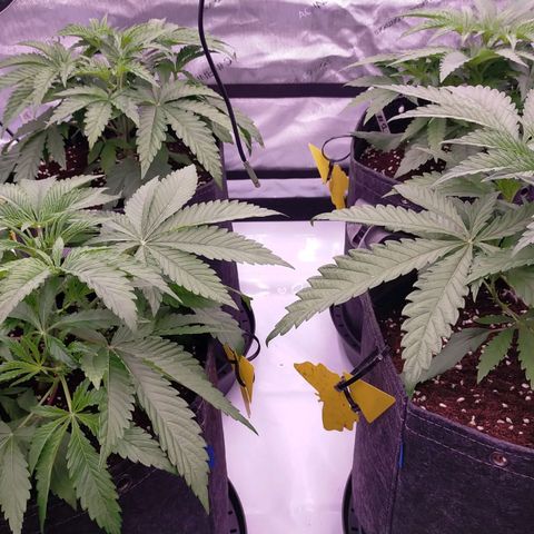 Trichome Orchards growlog timeline photo