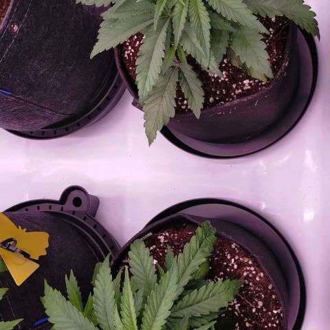 Trichome Orchards growlog timeline photo