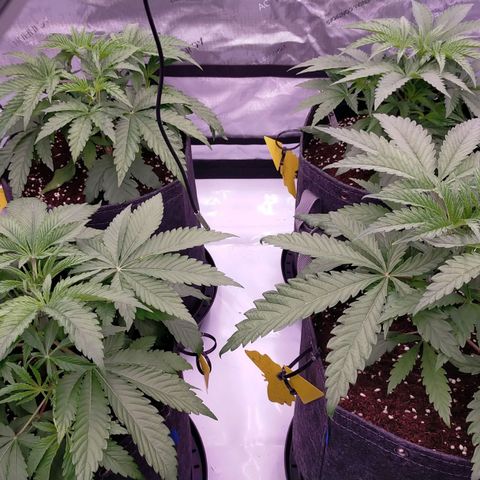 Trichome Orchards growlog timeline photo