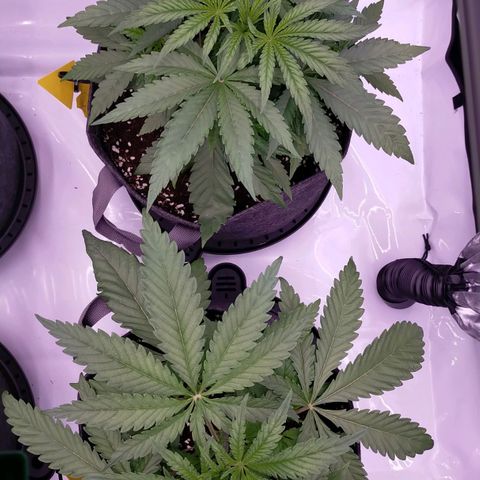 Trichome Orchards growlog timeline photo