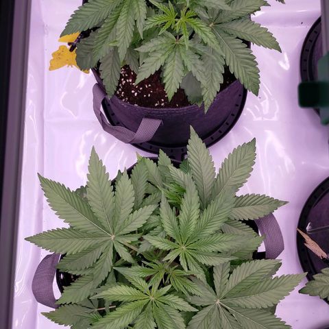 Trichome Orchards growlog timeline photo