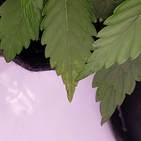Trichome Orchards growlog timeline photo