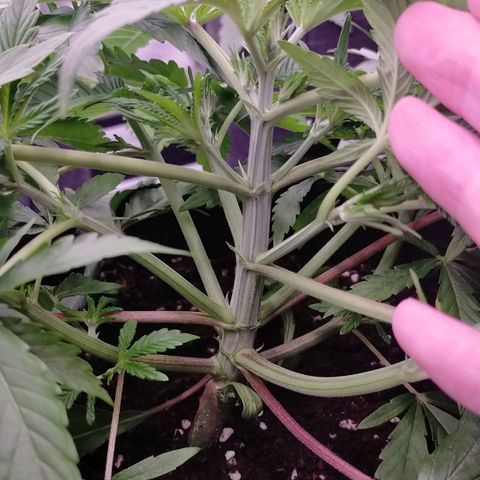 Trichome Orchards growlog photo: Before topping