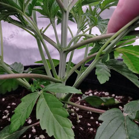 Trichome Orchards growlog photo: Before topping