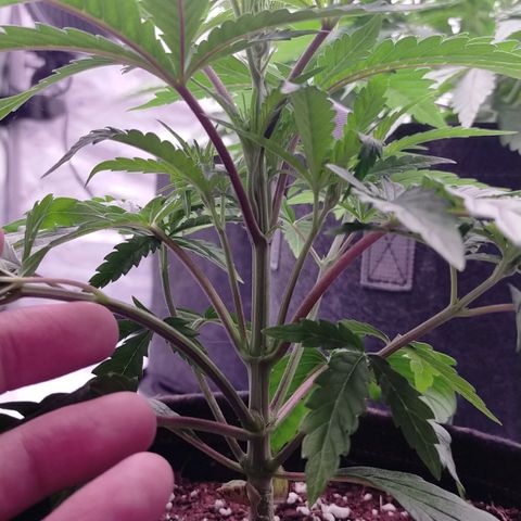 Trichome Orchards growlog photo: Before topping