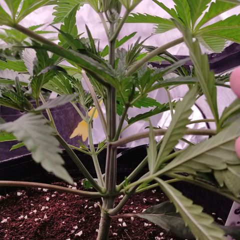 Trichome Orchards growlog photo: Before topping