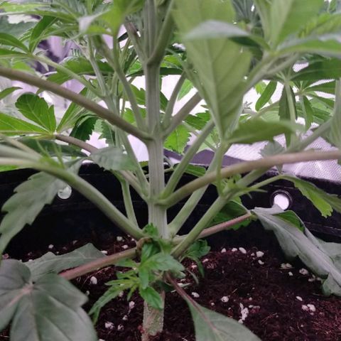 Trichome Orchards growlog photo: Before topping