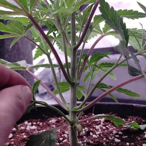 Trichome Orchards growlog photo: Before topping