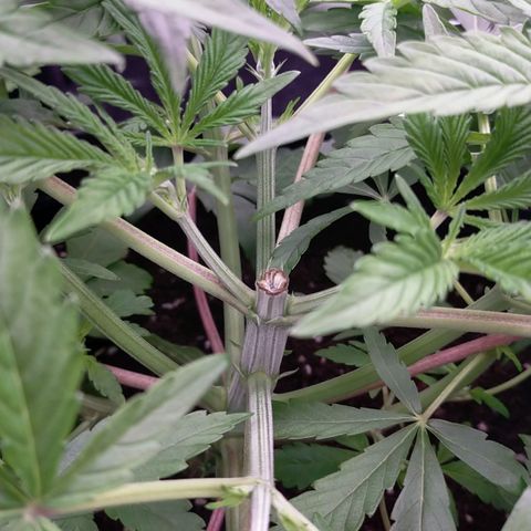 Trichome Orchards growlog photo: 24hours after topping
