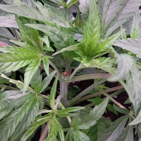 Trichome Orchards growlog photo: 24hours after topping