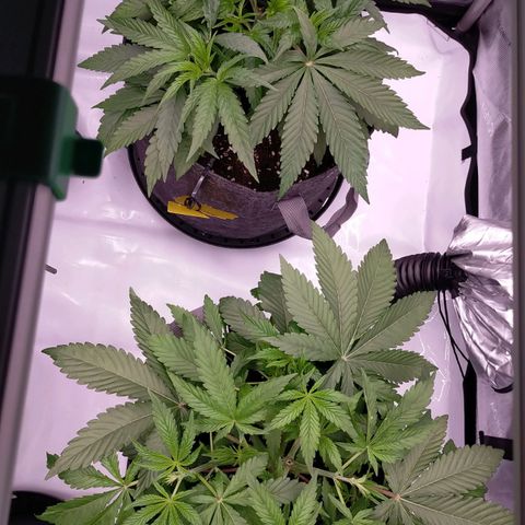 Trichome Orchards growlog photo: Before leaf tucking 