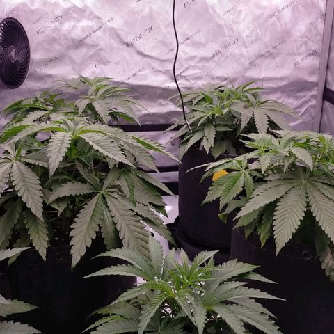 Trichome Orchards growlog photo: 24hours after topping