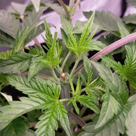 Trichome Orchards growlog photo: 24hours after topping