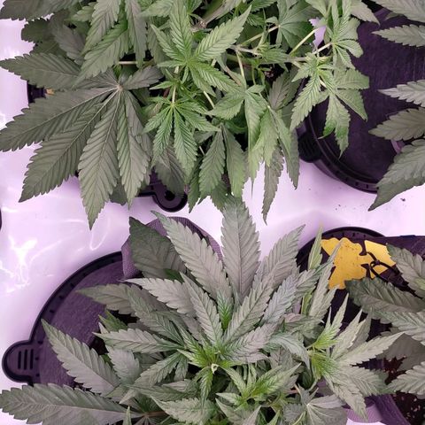 Trichome Orchards growlog photo: After leaf tucking