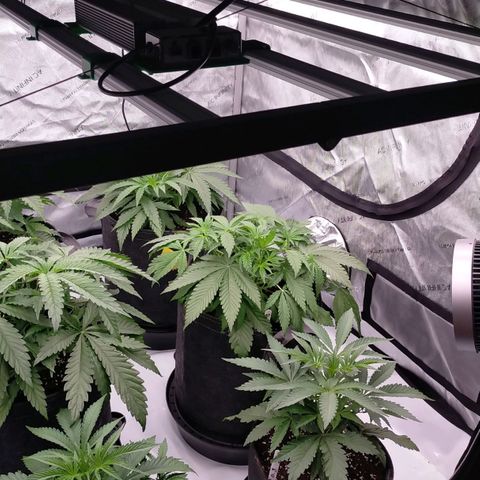 Trichome Orchards growlog photo: 24hours after topping