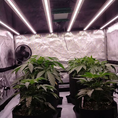 Trichome Orchards growlog photo: 24hours after topping