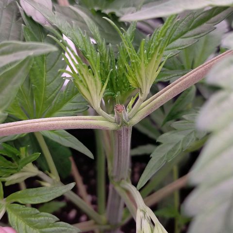 Trichome Orchards growlog photo: 24hours after topping
