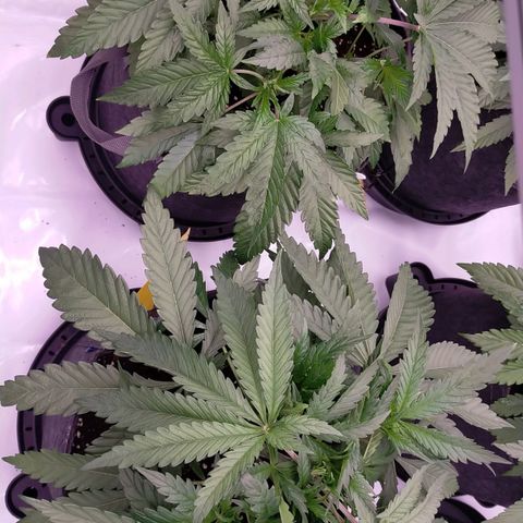 Trichome Orchards growlog photo: After leaf tucking