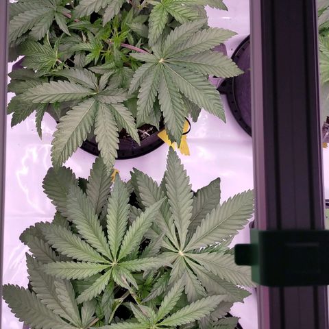 Trichome Orchards growlog photo: Before leaf tucking 