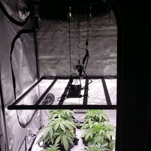 Trichome Orchards growlog photo: 24hours after topping