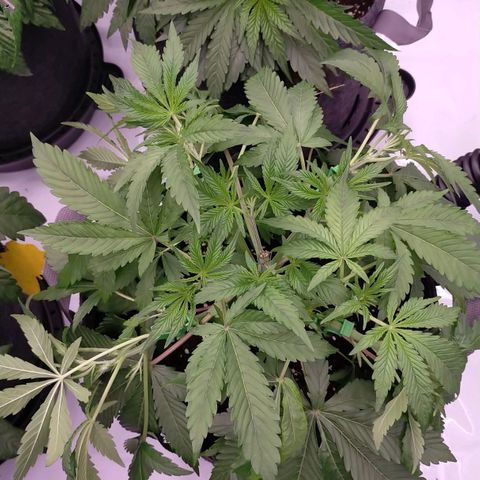 Trichome Orchards growlog photo: Just watered and LST