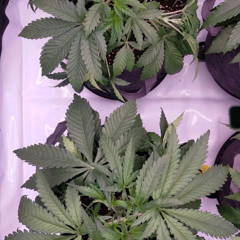 Trichome Orchards growlog photo: Just watered and LST