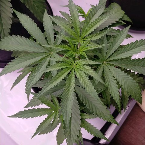 Trichome Orchards growlog photo: Just watered and LST