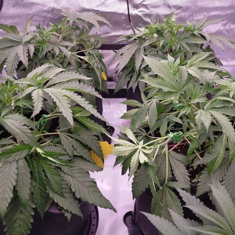 Trichome Orchards growlog photo: Just watered and LST