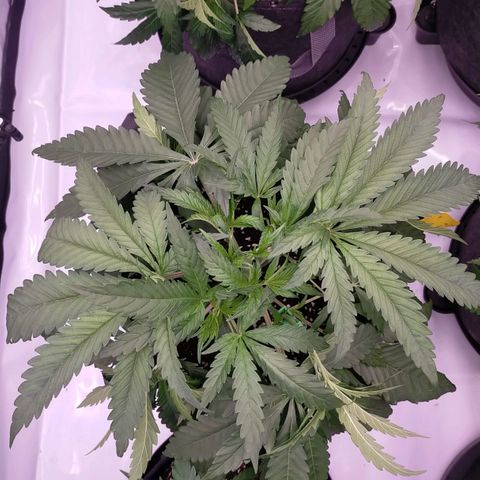 Trichome Orchards growlog photo: Just watered and LST