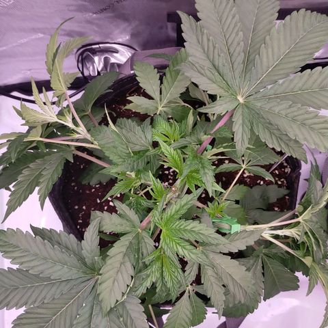 Trichome Orchards growlog photo: Just watered and LST