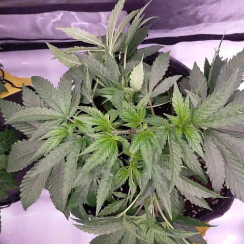 Trichome Orchards growlog photo: Just watered and LST