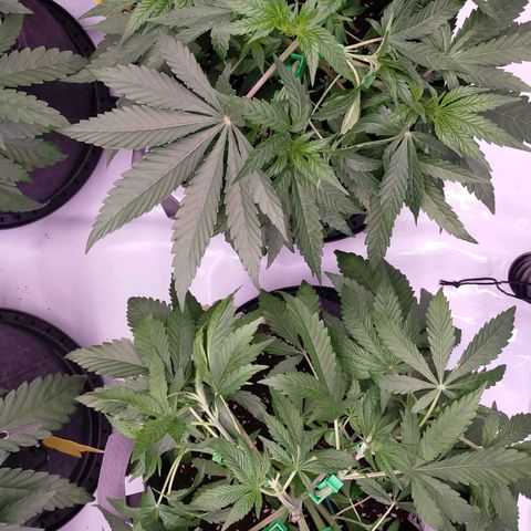 Trichome Orchards growlog photo: 12hours later, LST 3rd and 4th nodes.
