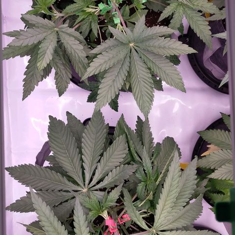 Trichome Orchards growlog photo: 12hours later, LST 3rd and 4th nodes.