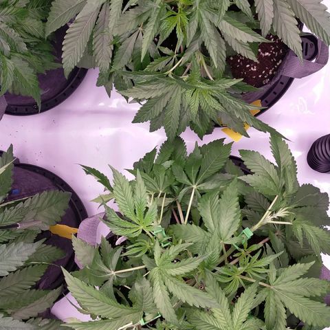 Trichome Orchards growlog photo: Just watered and LST