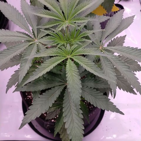 Trichome Orchards growlog photo: Just watered and LST