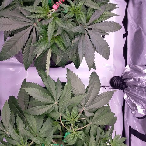 Trichome Orchards growlog photo: 5th node LST 