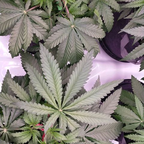 Trichome Orchards growlog photo: 5th node LST 