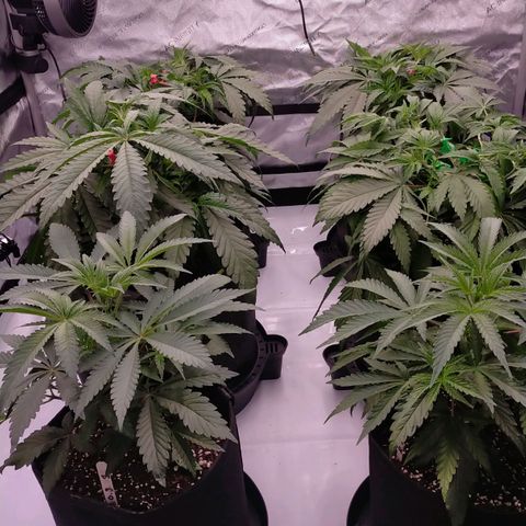 Trichome Orchards growlog timeline photo